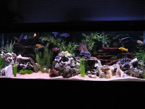 How to Set up an African Cichlid Tank: A Guide for Beginner Aquarists - AquariumStoreDepot