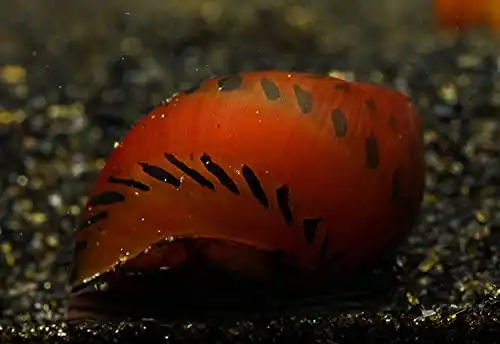 Tiger Nerite Snails