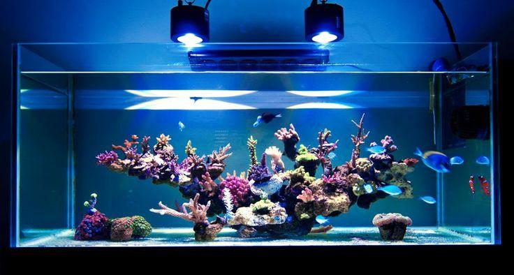 LED Aquarium Lighting in a Reef Tank & How to Select the Right One