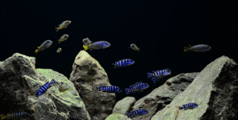 African Cichlids in a Rock Aquarium