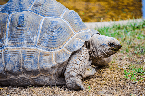 Aldabra-Tortoise