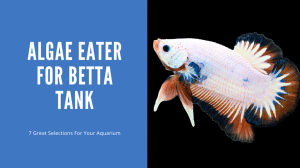 Algae Eater For Betta Tank