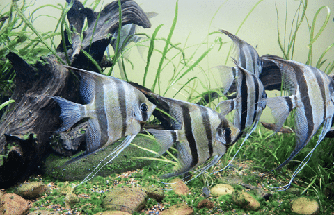 Altum Angelfish in Planted Tank