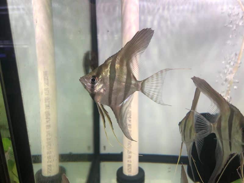 Altum angelfish (Pterophyllum altum) in an aquarium