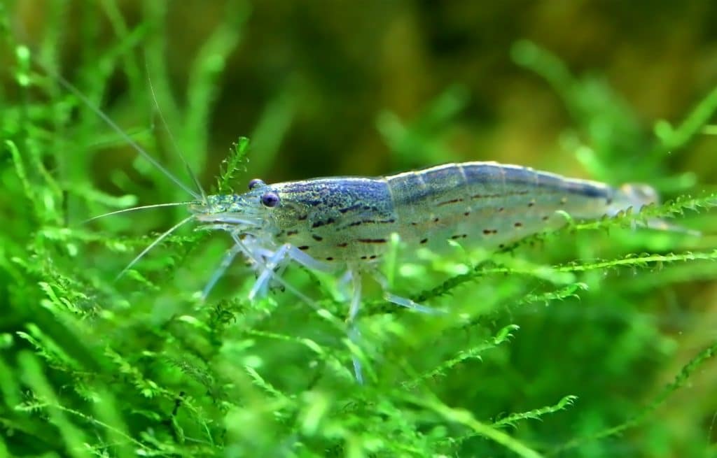 Amano Shrimp Male