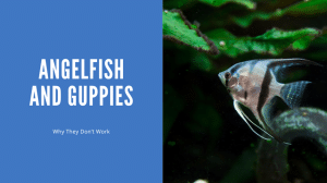 Angelfish And Guppies