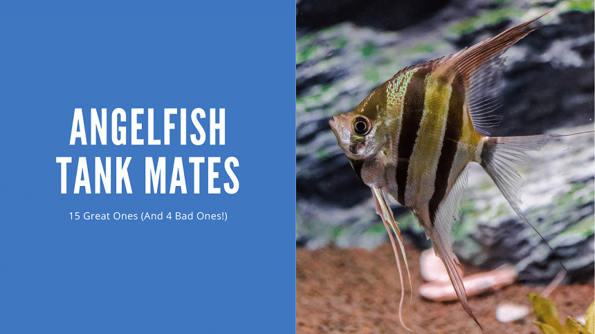 Angelfish Tank Mates - 15 Great Ones (And 4 To Avoid!) - AquariumStoreDepot