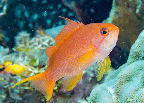 Anithias Fish Species