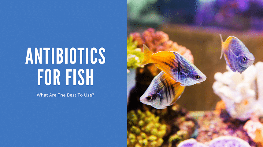 Antibiotics For Fish (What Is Best?) - Aquariumstoredepot