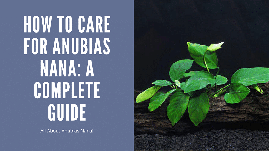 Anubias Nana Care guide: The Beginner's Aquarium Plant - AquariumStoreDepot