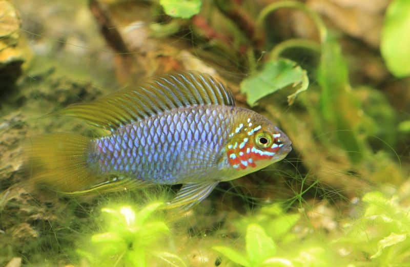 Borellii dwarf cichlid (Apistogramma borellii) opal male in an aquarium