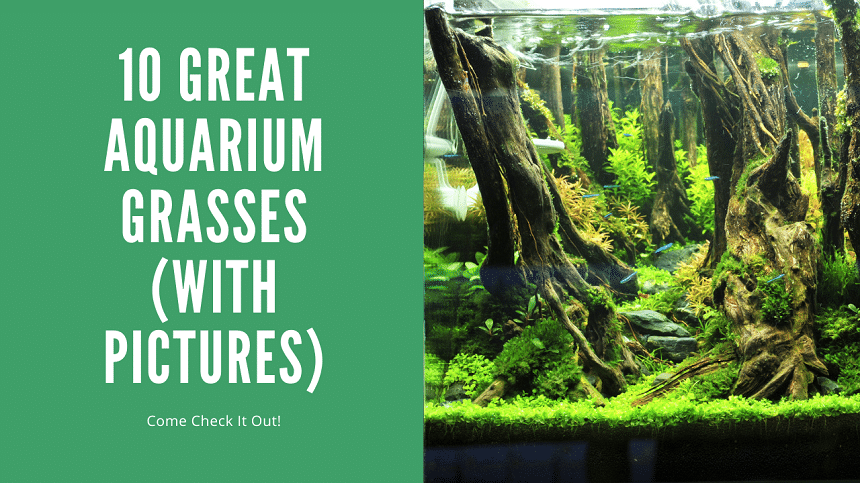 Aquarium Grass