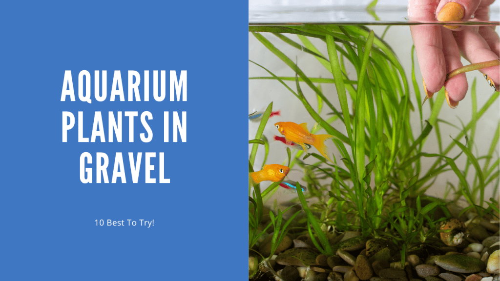 Aquarium Plants In Gravel 10 Popular Choices (With Pictures