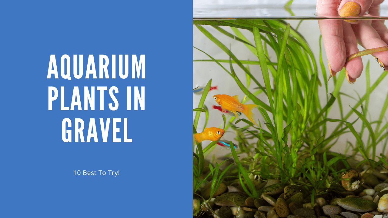 Aquarium Plants In Gravel