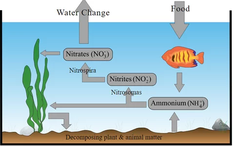 Aquarium Nitrogen Cycle