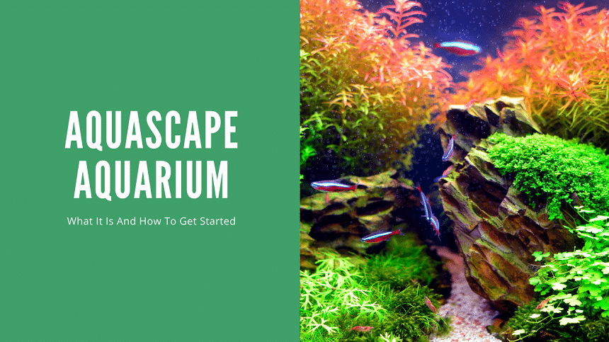 Aquascape Aquarium