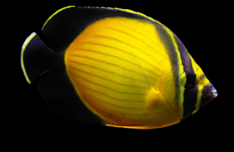 Arabian-Butterflyfish