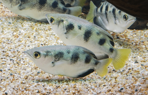 Archer Fish in Aquarium