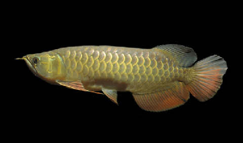 Arowana Fish