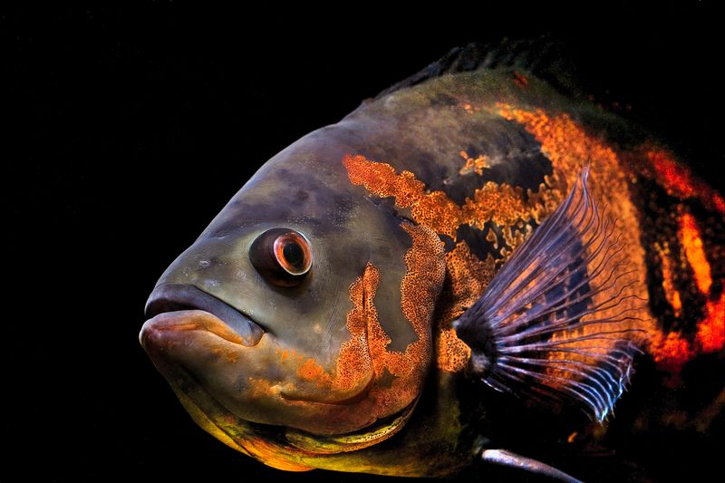 Oscar fish (Astronotus ocellatus) in an aquarium