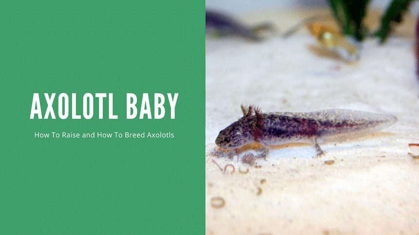 Axolotl Baby