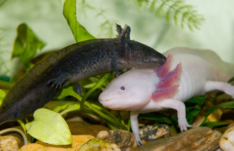 Axolotl Morphs