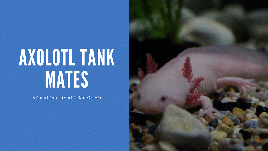 Axolotl Tank Mates - 5 Suitable (and 4 Bad Ones!) - AquariumStoreDepot