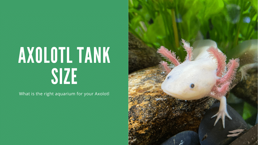 Axolotl Tank Size