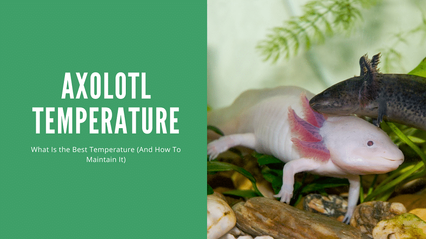 Axolotl Temperature