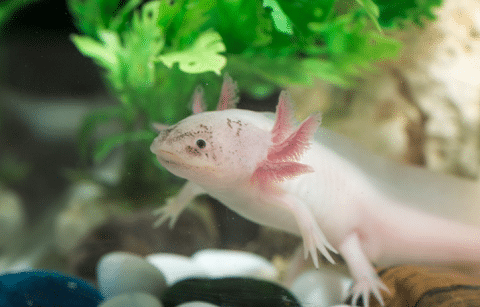 Axolotl in Aquarium