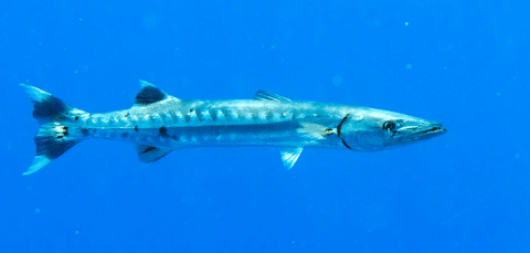 Barracuda Fish in Ocean