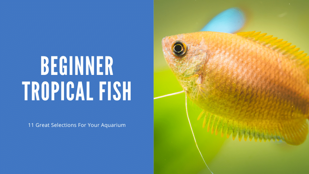 Beginner Tropical Fish