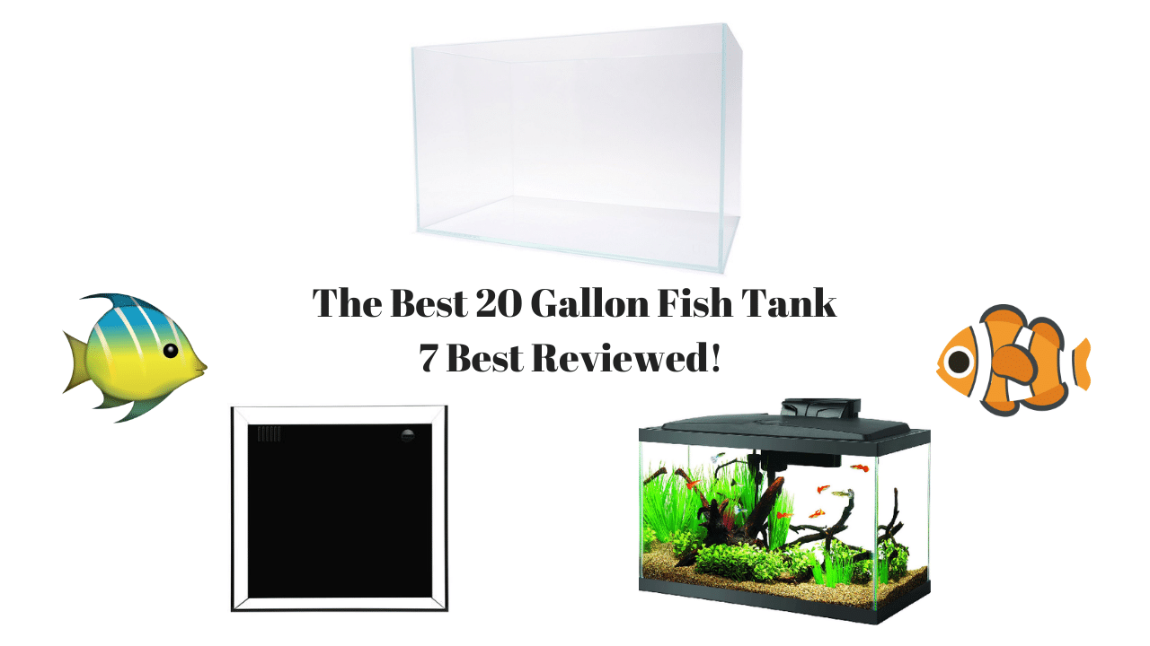 Best 20 Gallon Fish Tank - 7 Best (2023 Reviews) - AquariumStoreDepot
