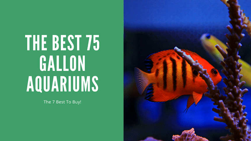 Best 75 Gallon Aquarium