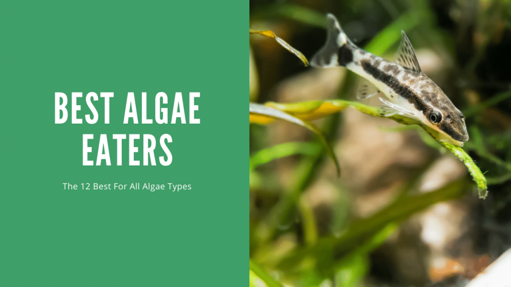 Best Algae Eaters For Freshwater Tanks 12 Best AquariumStoreDepot