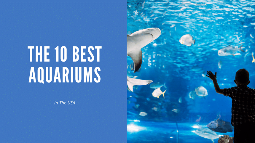 Best Aquariums In US