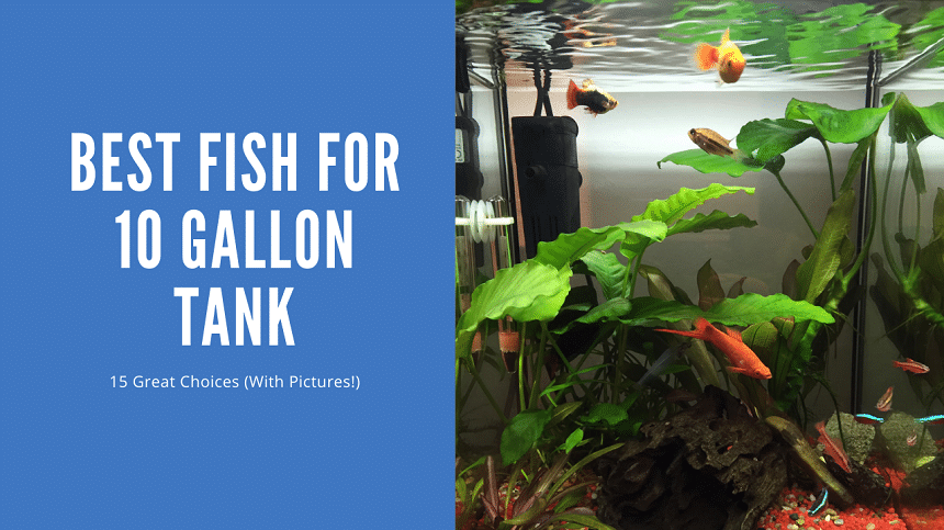 Best Fish For 10 Gallon Tank