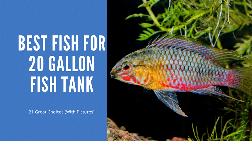 Best Fish For 20 Gallon Tank