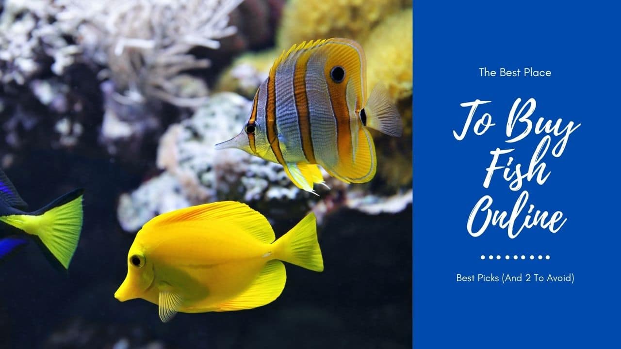 BEST PLACE TO BUY FISH ONLINE ( REVIEWS)- TOP RECOMMENDATIONS