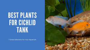 Best Plants For Cichlid Tank