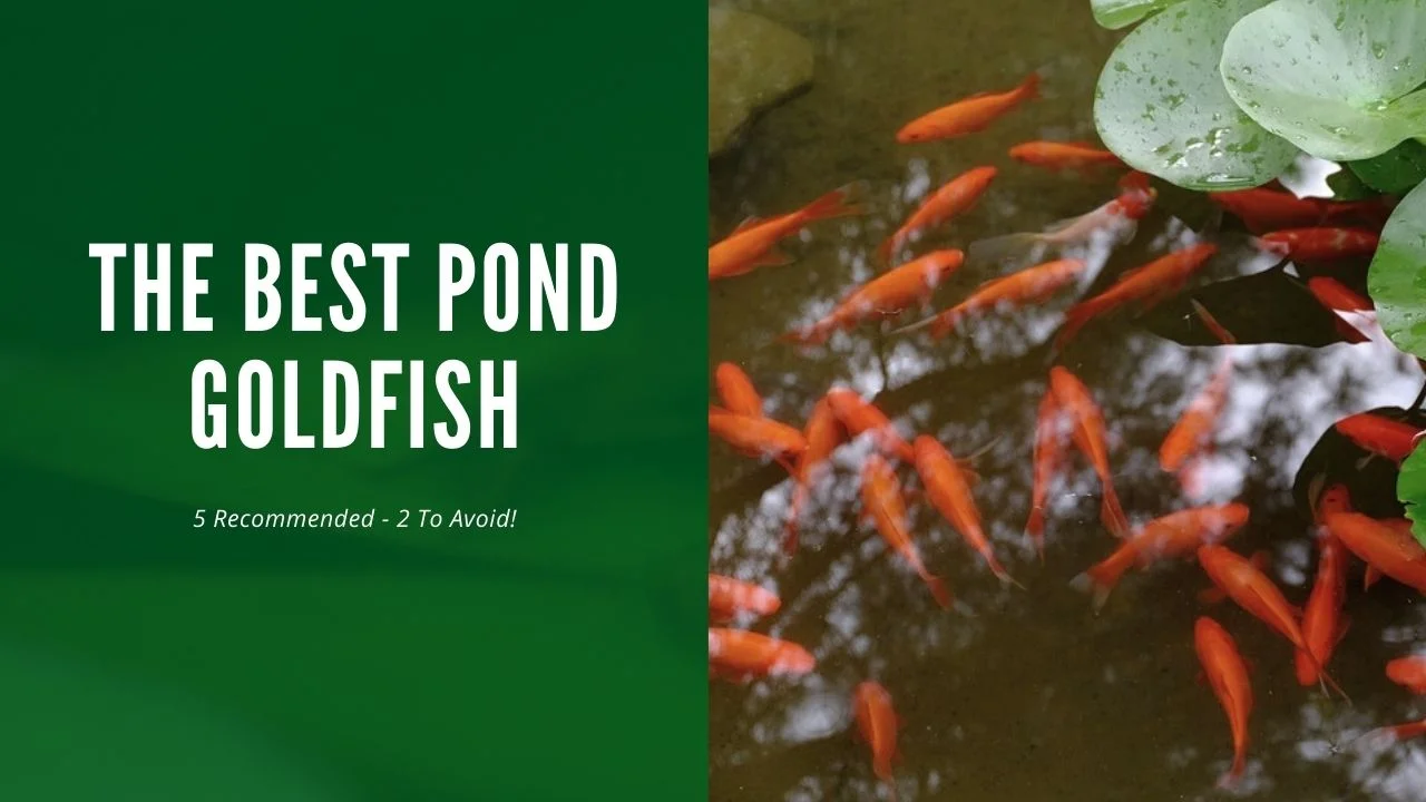 Best Pond Goldfish