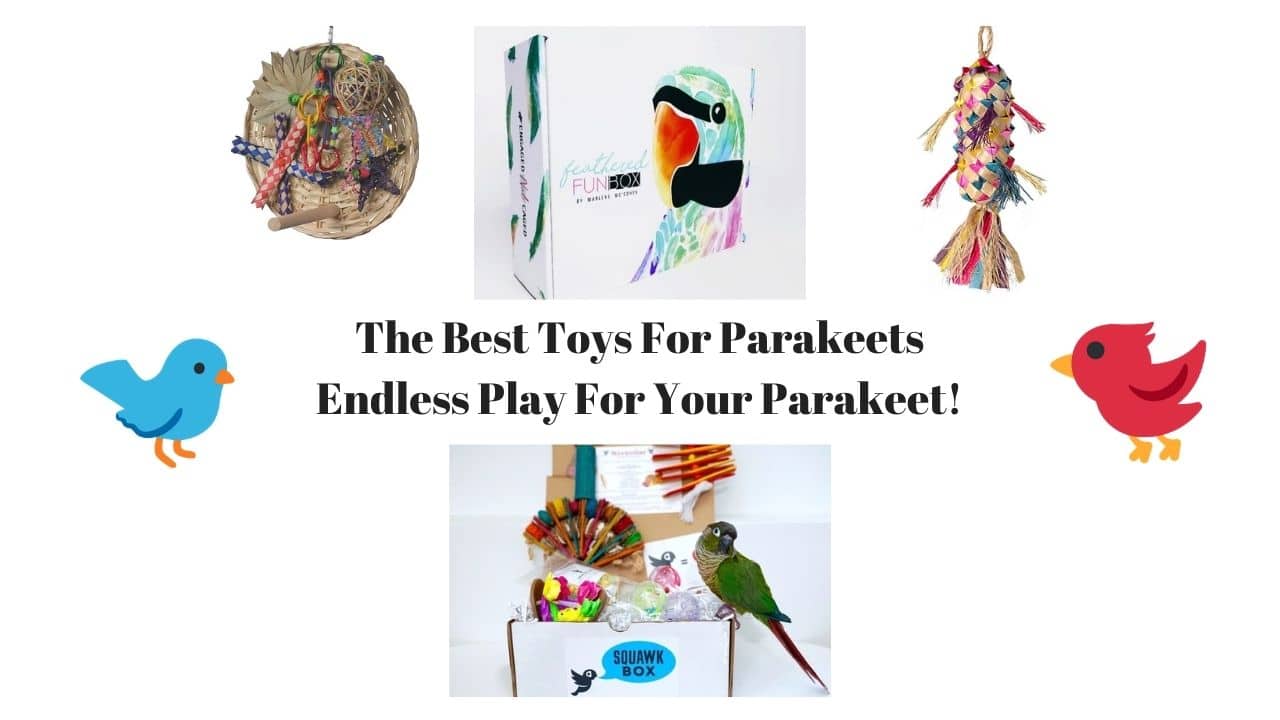 Best Toys For Parakeets