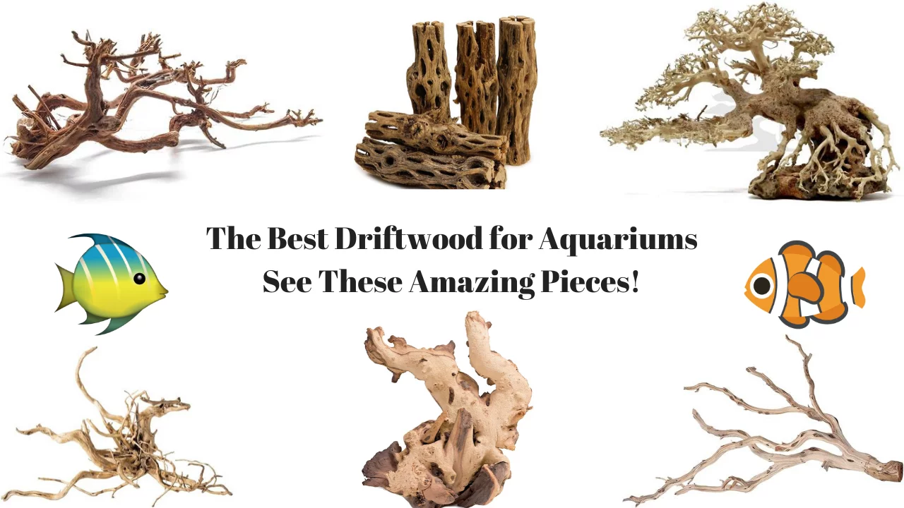 Best Driftwood for Aquariums