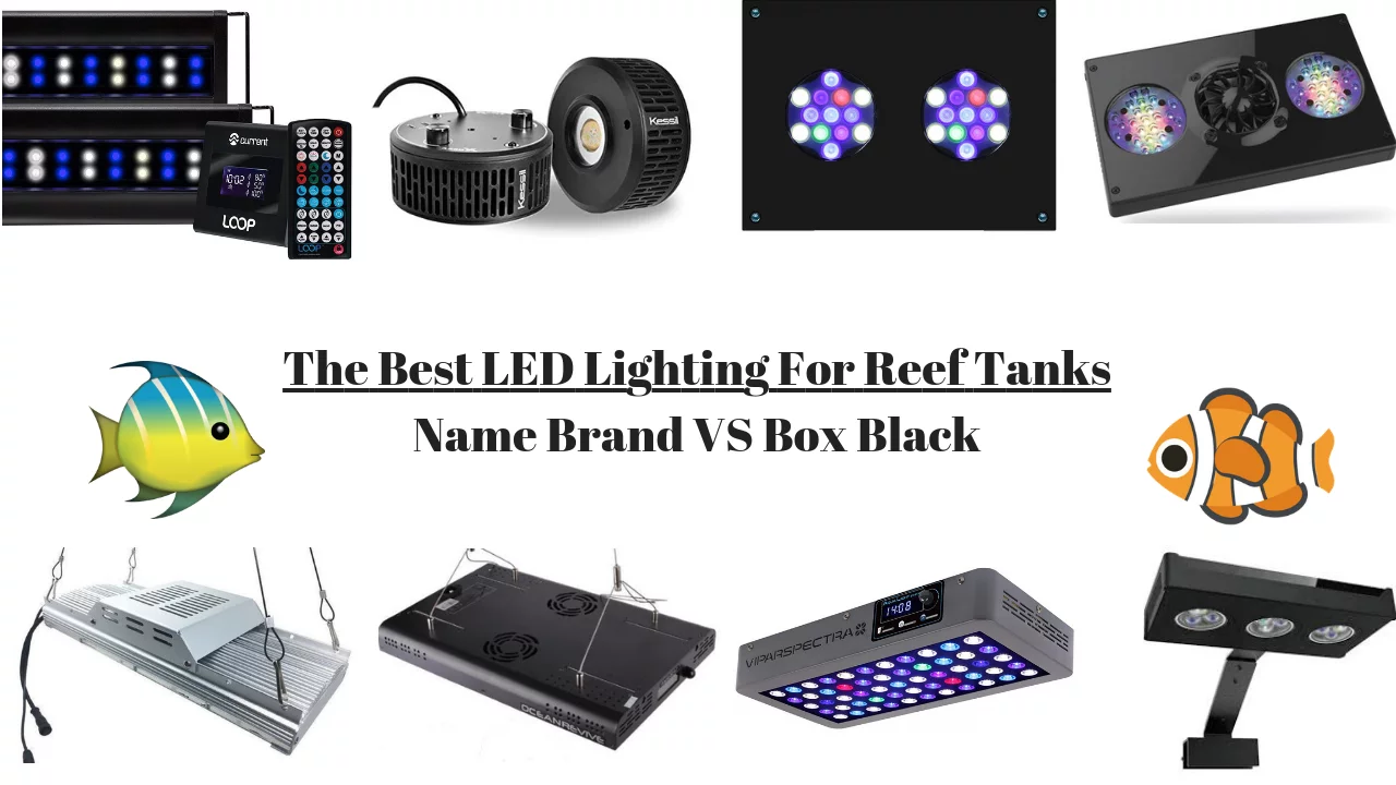 Best LED Lighting For Reef Tanks
