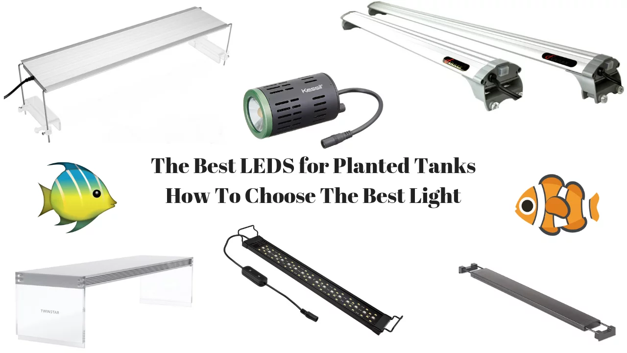 Best LEDs For Planted Tanks