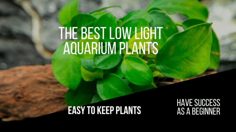 Image showcasing The 21 Best Low Light Aquarium Plants - [Reviewed and Tested]
