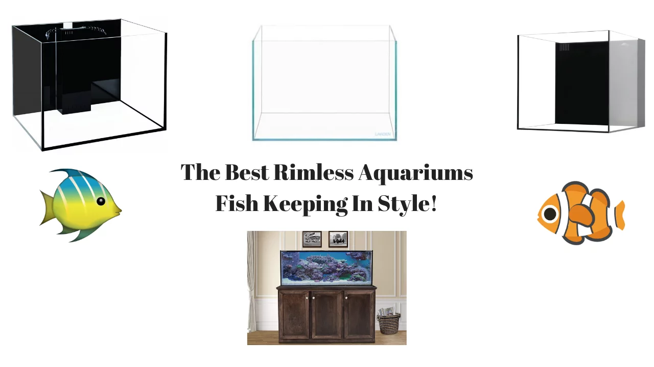 Best Rimless Aquariums