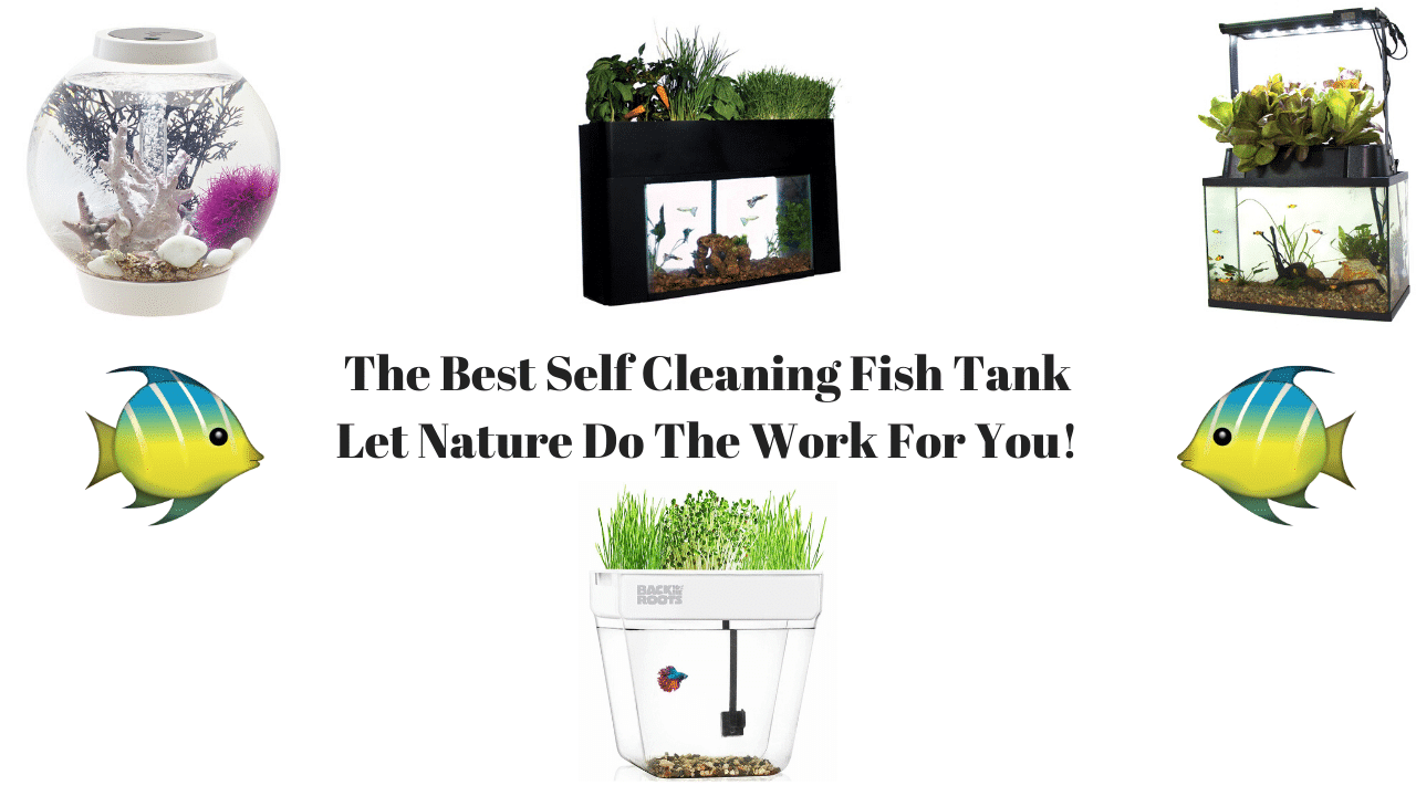 Betta Fish Tank Beta Fish Tank Self Cleaning with Heater and Filter Upgrade Hydroponics Growing System 1.6 Gallon Aquarium Aquaponic Fish Bowls Decorations and Accessories for Water Plant Garden 
