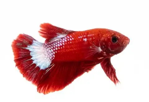 Betta Fish