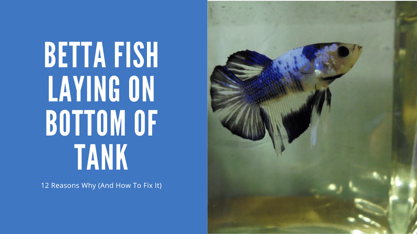 Betta Fish Laying On Bottom Of Tank